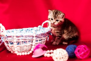 Illada LuKoSan Британские котята черный мрамор на серебре (британцы черные серебристые мраморные). Вискас окрас 